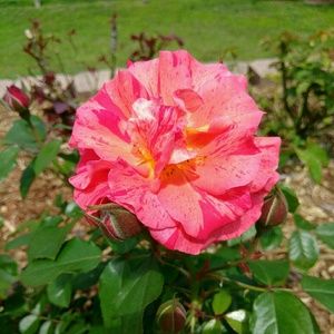 Meet your Posher, Ruthie